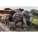  Elefant Family
