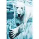  Swimming Polar Bear