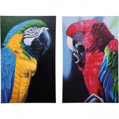  Parrots - krc/1039