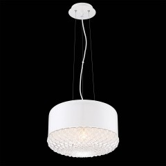  Patrisia maxi  - sef/1064